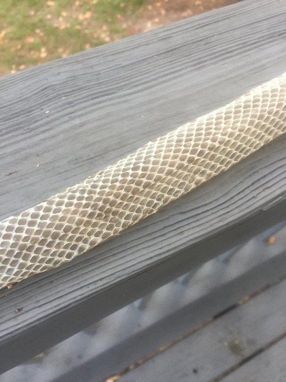 Kansas City snake skin